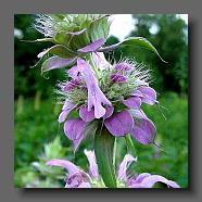 Agastache Mexicana (le jardin de la poterie Hillen) www.poterie.fr